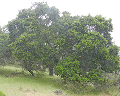 Quercus agrifolia agrifolia
