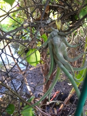 Tillandsia caput-medusae