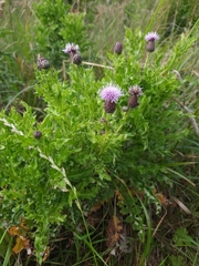 Cirsium arvense
