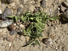 Asclepias prostrata