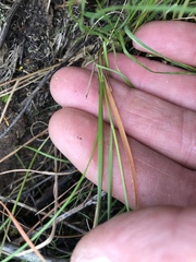 Trisetopsis imberbis