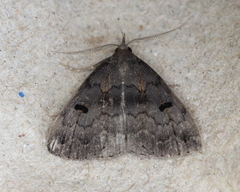 Phalaenostola hanhami