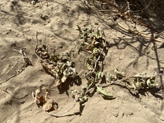Asclepias prostrata