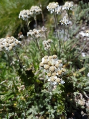 Achillea nana