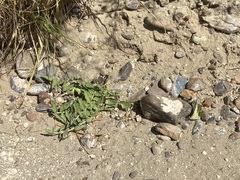 Asclepias prostrata