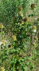 Monarda lindheimeri
