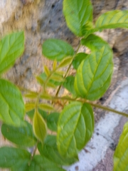 Magnoliopsida
