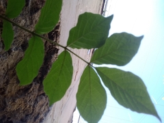 Magnoliopsida