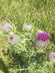 Cirsium eriophorum