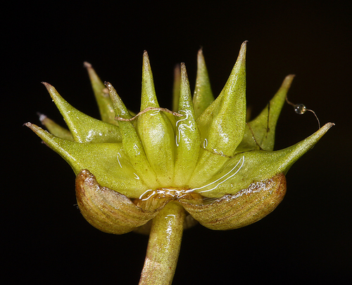 California damsonium (Damasonium californicum)