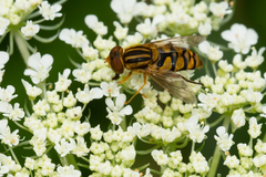 Parhelophilus integer