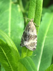 Olethreutes metallicana