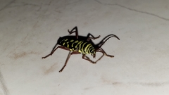 Placosternus difficilis