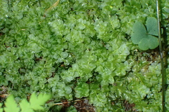 Plagiomnium ellipticum