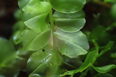 Plagiomnium ellipticum