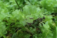 Plagiomnium ellipticum