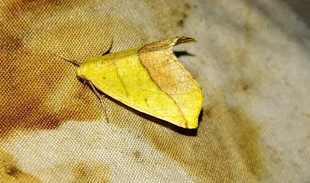 Sharp-lined Yellow Moth
