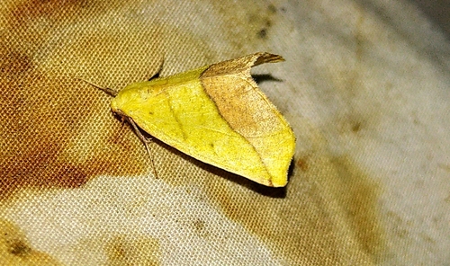 Sharp-lined Yellow Moth