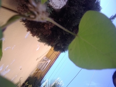 Ipomoea