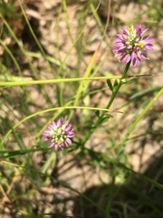 Polygala curtissii