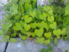 Ipomoea