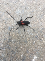 Purpuricenus humeralis
