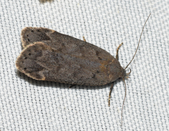 Anacampsis innocuella