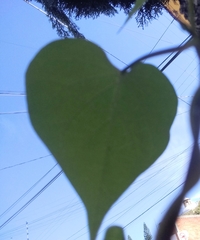 Ipomoea