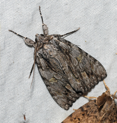 Catocala coccinata