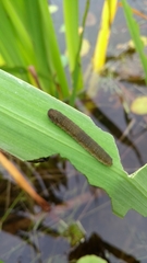 Rhadinoceraea micans