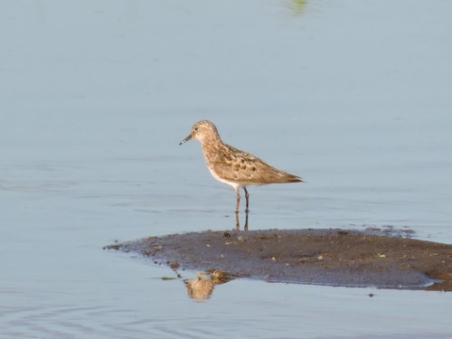 Correlimos de Temminck (Calidris temminckii)
