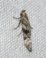 Coleotechnites atrupictella
