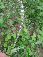 Ozomelis stauropetala