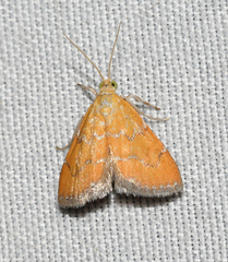 Xanthophysa psychicalis