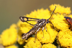 Pyropteron triannuliformis