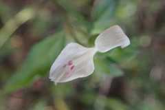 Dicliptera extenta