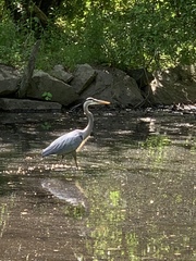 Ardea herodias
