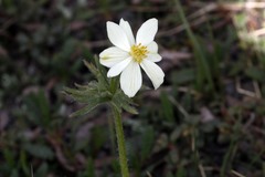 Anemonastrum