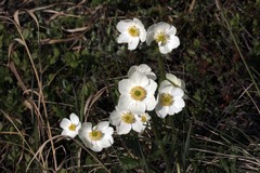 Anemonastrum