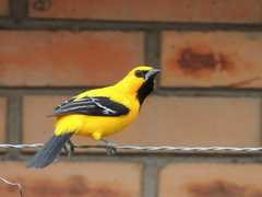 Yellow Oriole photo 4