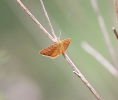 Idaea serpentata