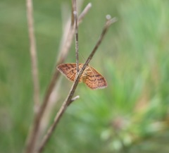 Idaea serpentata