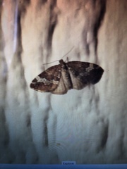 Perizoma alchemillata