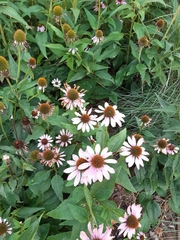 Echinacea purpurea