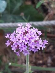 Verbena bonariensis