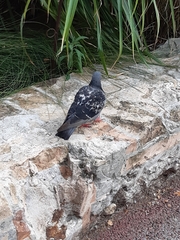 Columba livia domestica