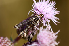 Pyropteron triannuliformis