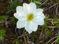 Anemonastrum