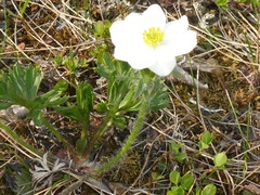Anemonastrum