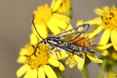 Pyropteron triannuliformis